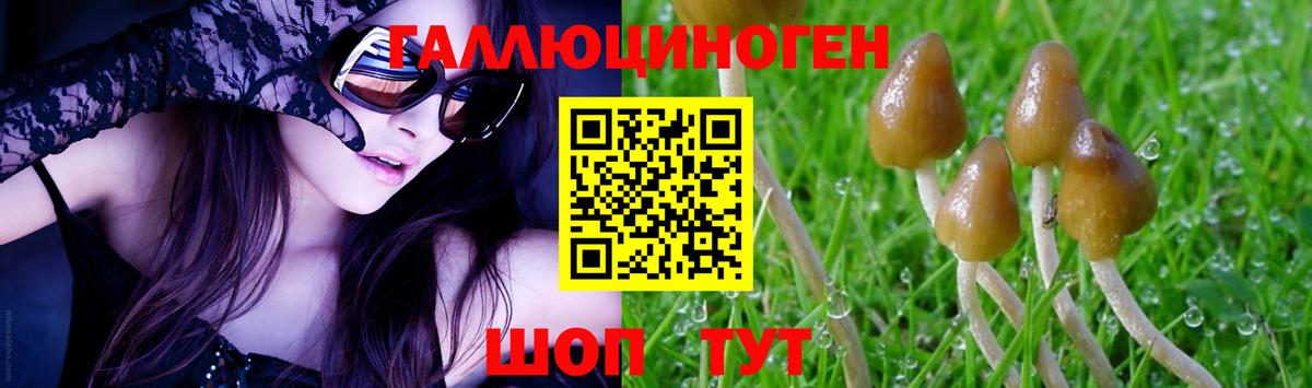 Галлюциногенные грибы Psilocybe Партизанск